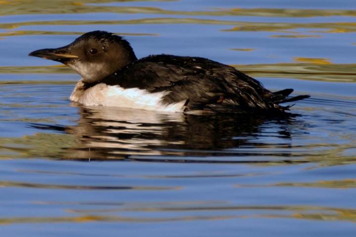 Oiled Thick-billed Murre