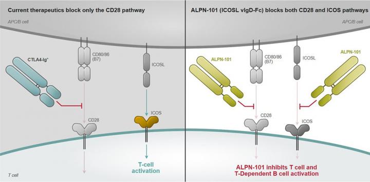 T-cell co-stimulation pathways