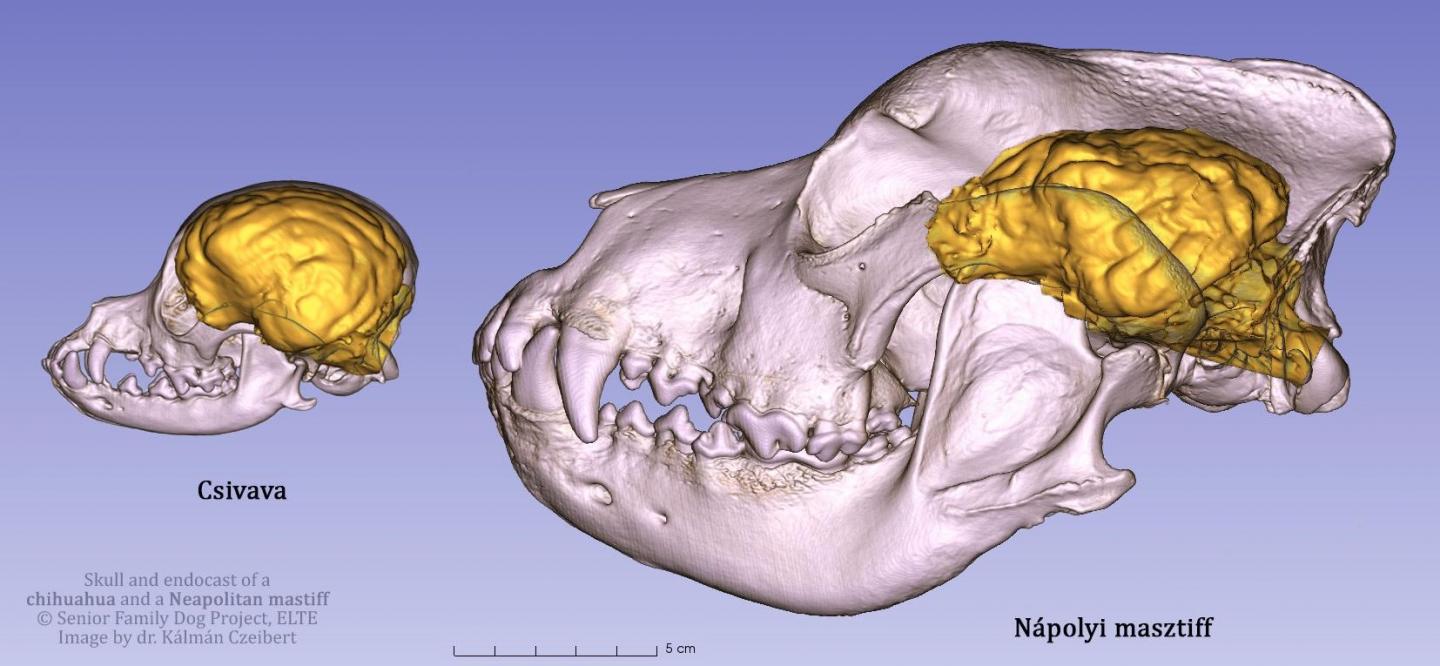 The Skull and Endocast of a Chihuahua and a Neapolitan Mastiff