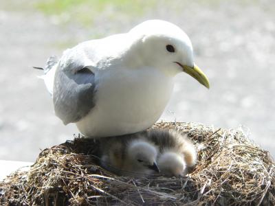 Black-Legged Kittiwake