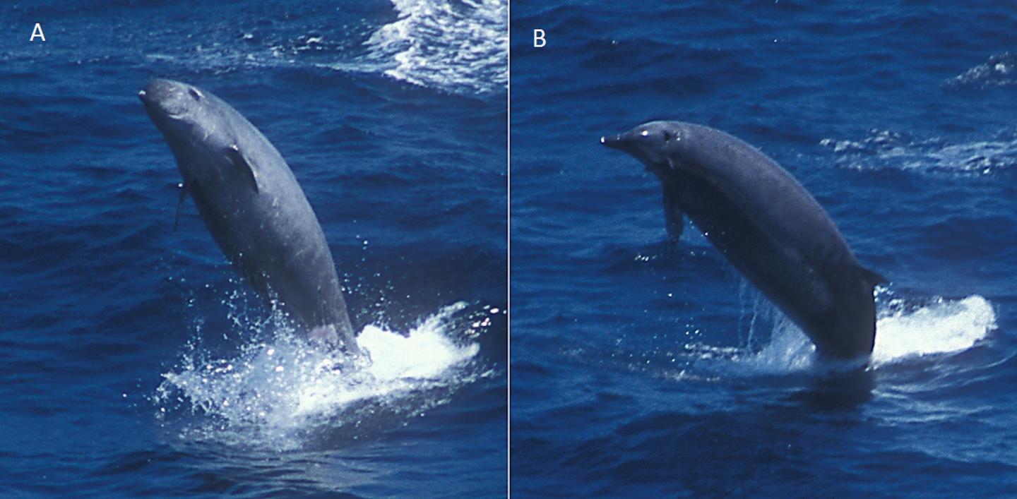 Breaching True's Beaked Whales