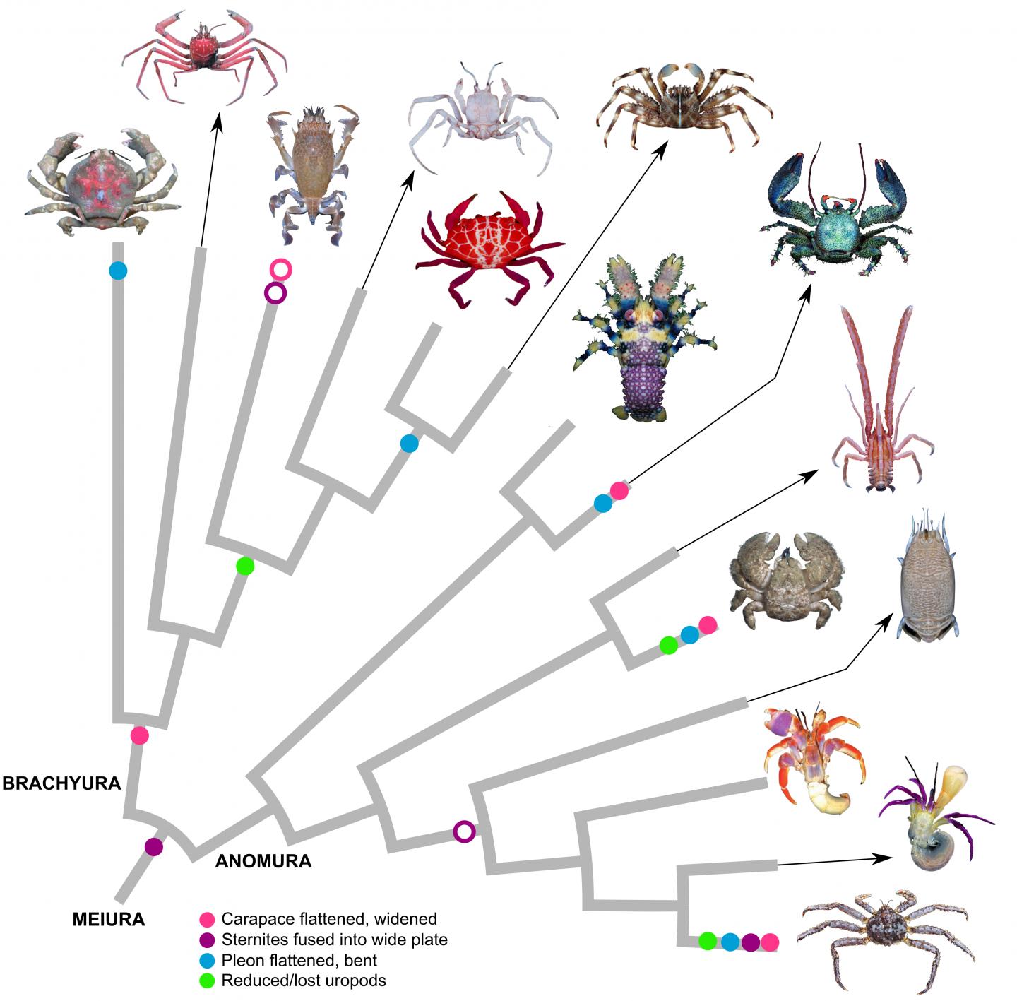 Convergent evolution of carcinized and decarcinized body plans in crustaceans