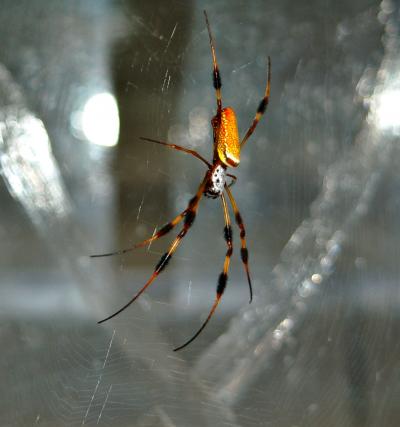 Female <i>Nephila clavipes</i>