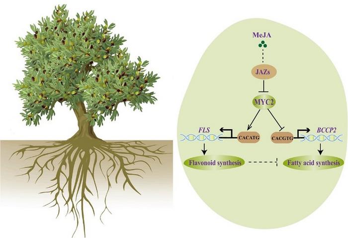 Model of MYC2 in the modulation of fatty acid and flavonoid biosynthesis under MeJA treatment.