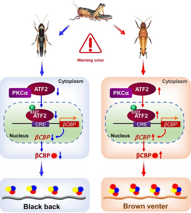 Spatially differential regulation of ATF2 phosphorylation and βCBP expression contribute to warning coloration of gregarious locusts