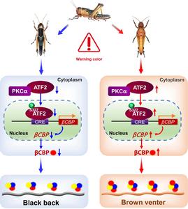 Spatially differential regulation of ATF2 phosphorylation and βCBP expression contribute to warning coloration of gregarious locusts