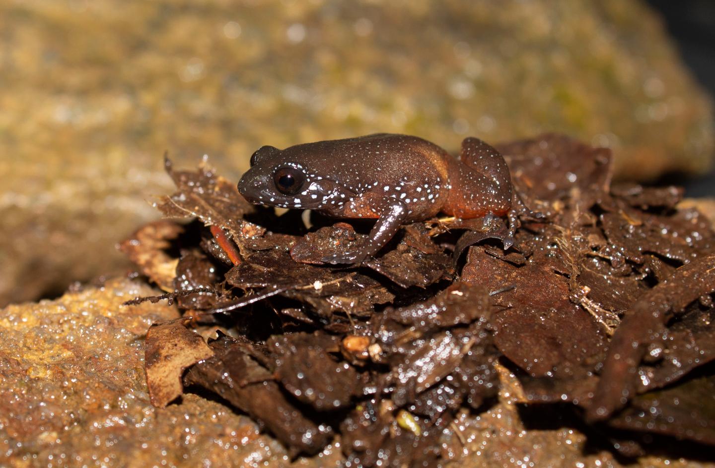 Frog's Unusual Starry Patterning Serves as Effective Camouflage