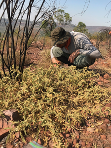 Dr. Chris Martine examining a Solanum scalarium plant