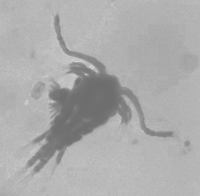 UTEP Study: Zooplankton Go “Eew!” to Cleaning Faeces Contaminated Water