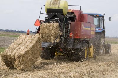 Harvesting a New Biofuel Crop