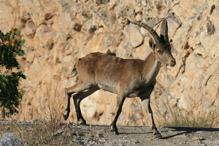 New insights on the diversity of the Iberian wild goat