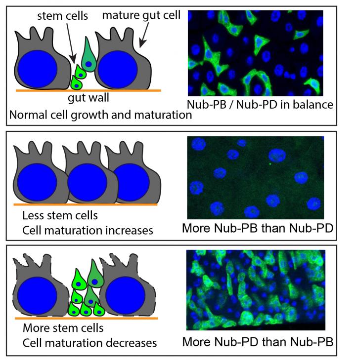 Protein Can Slow Intestinal Tumor Growth