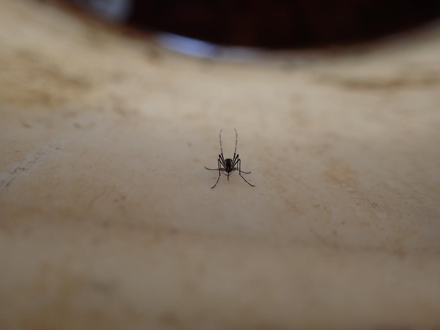 Mosquito Resting in Bucket