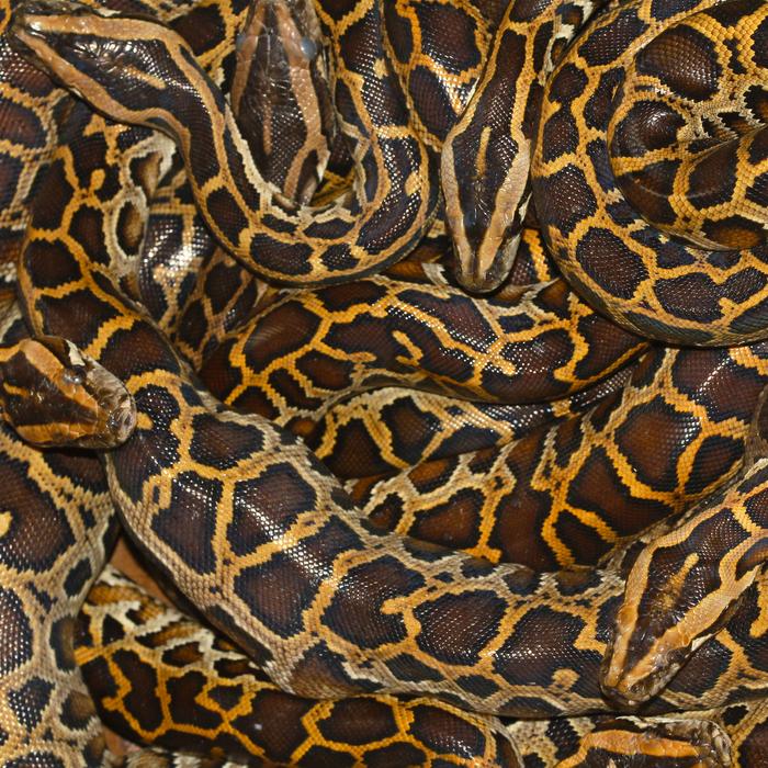 Burmese pythons [IMAGE] | EurekAlert! Science News Releases