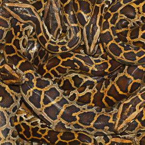 Burmese pythons