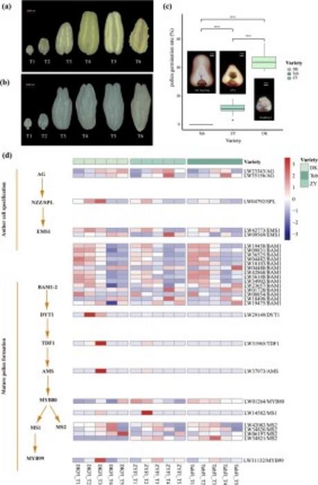 Anther development, pollen germination rate, and expression of anther and pollen development-related genes in ‘DK’, ‘ZY’, and ‘Tub’.