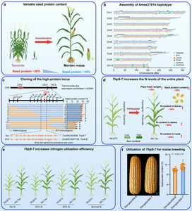 Wild maize THP9 enhances seed protein content and nitrogen-use efficiency