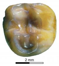 <i>Palaeopotorous</i> Molar Tooth