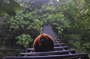 Endangered blonde capuchin monkey crossing a lattice bridge.