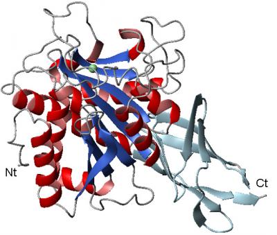 Protein Extremes Gain Relevance in Massive Proteomic Studies