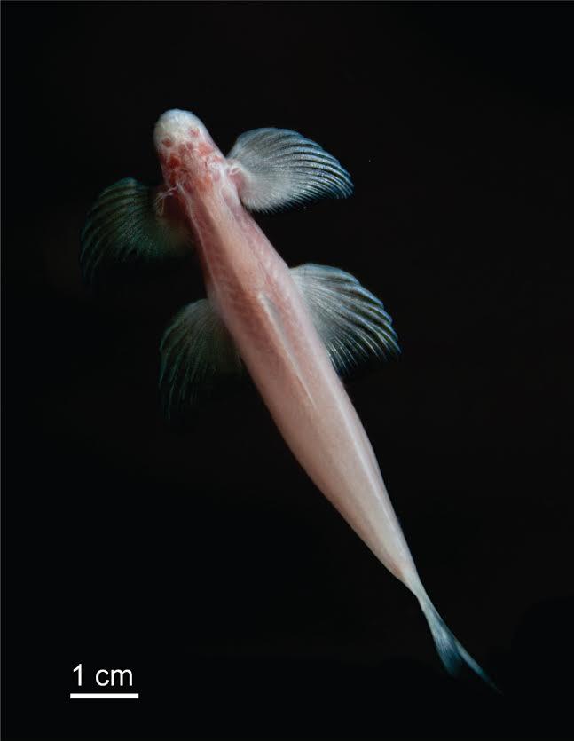 NJIT Researchers Make a Major Cavefish Discovery in Thailand