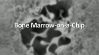 The Making of Bone Marrow-On-A-Chip