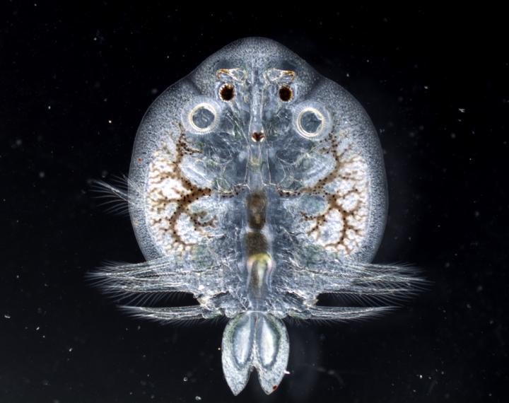 Fish Lice Could be Early Indicators of Metal Pollution in Freshwater