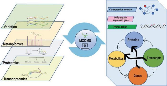 Overview of MODMS, including the construction pipeline for multi-omics data integration.