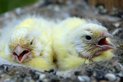 Canary Chicks and Their Mothers, Fighting for Fitness (3 of 5)