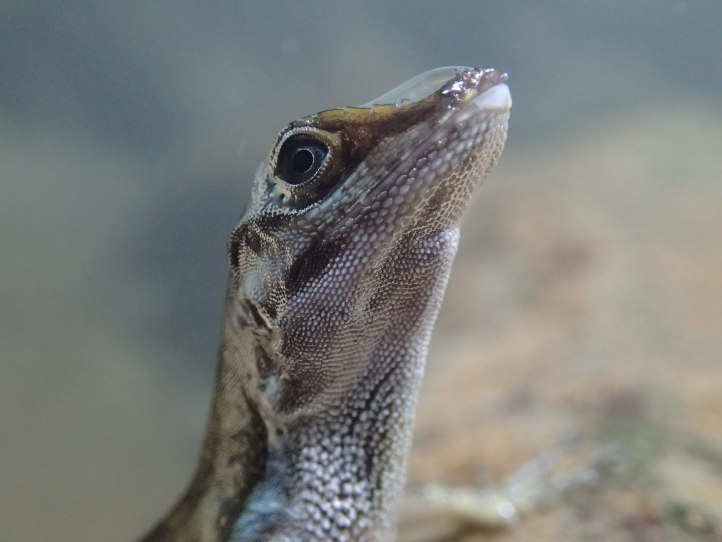 Close-up of an Anolis lizard with a rebreathing bubble on its snout
