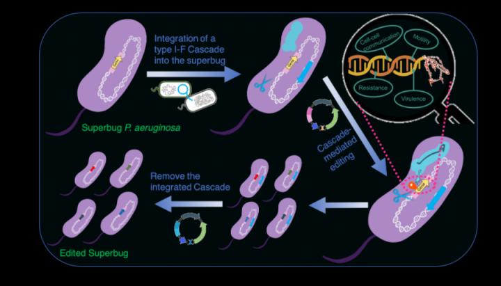 type I CRISPR Cascade-mediated editing