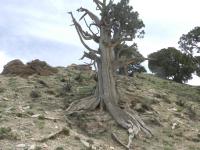 An old Qilian juniper tree