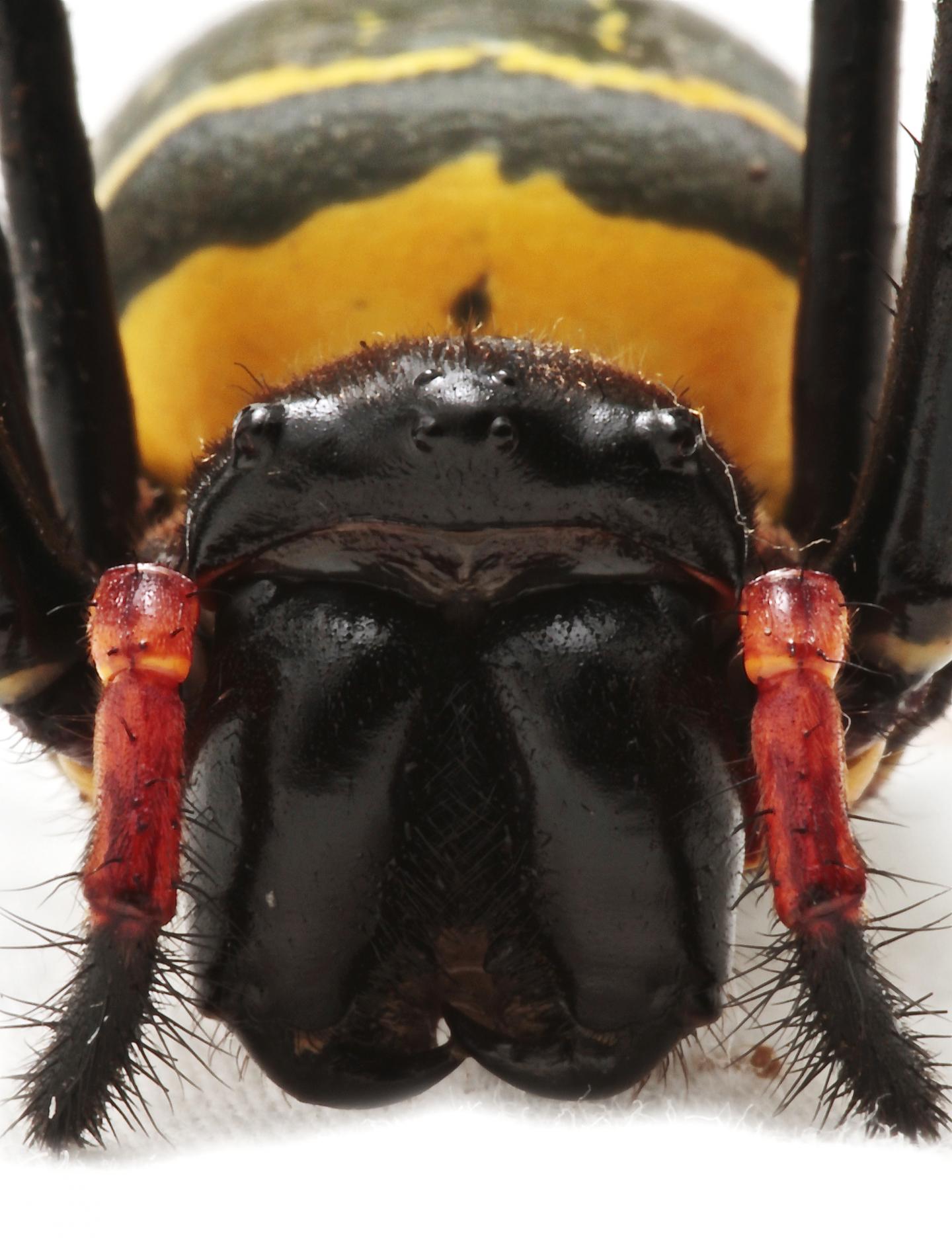 Golden Silk Orb-Weaver