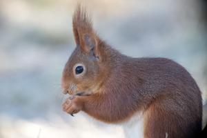 Squirrels, geographic divides and evolutionary divergence