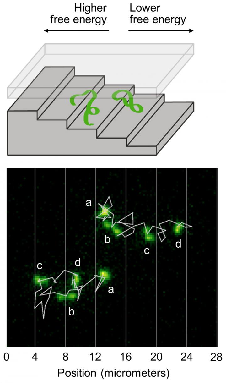 DNA Strand Going Up a Nanoscale Staircase