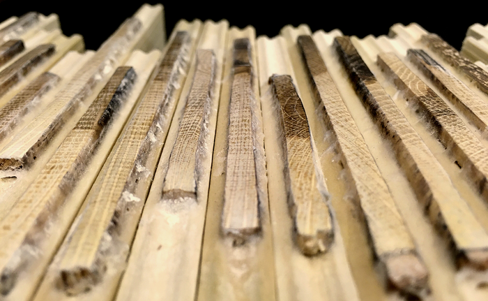 Wood cores prepared for measuring ring width.
