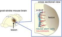 脳室下帯から障害部への神経細胞の移動