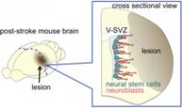 Neuroblasts Migrate Toward a Lesion in the Post-Stroke Mouse Brain