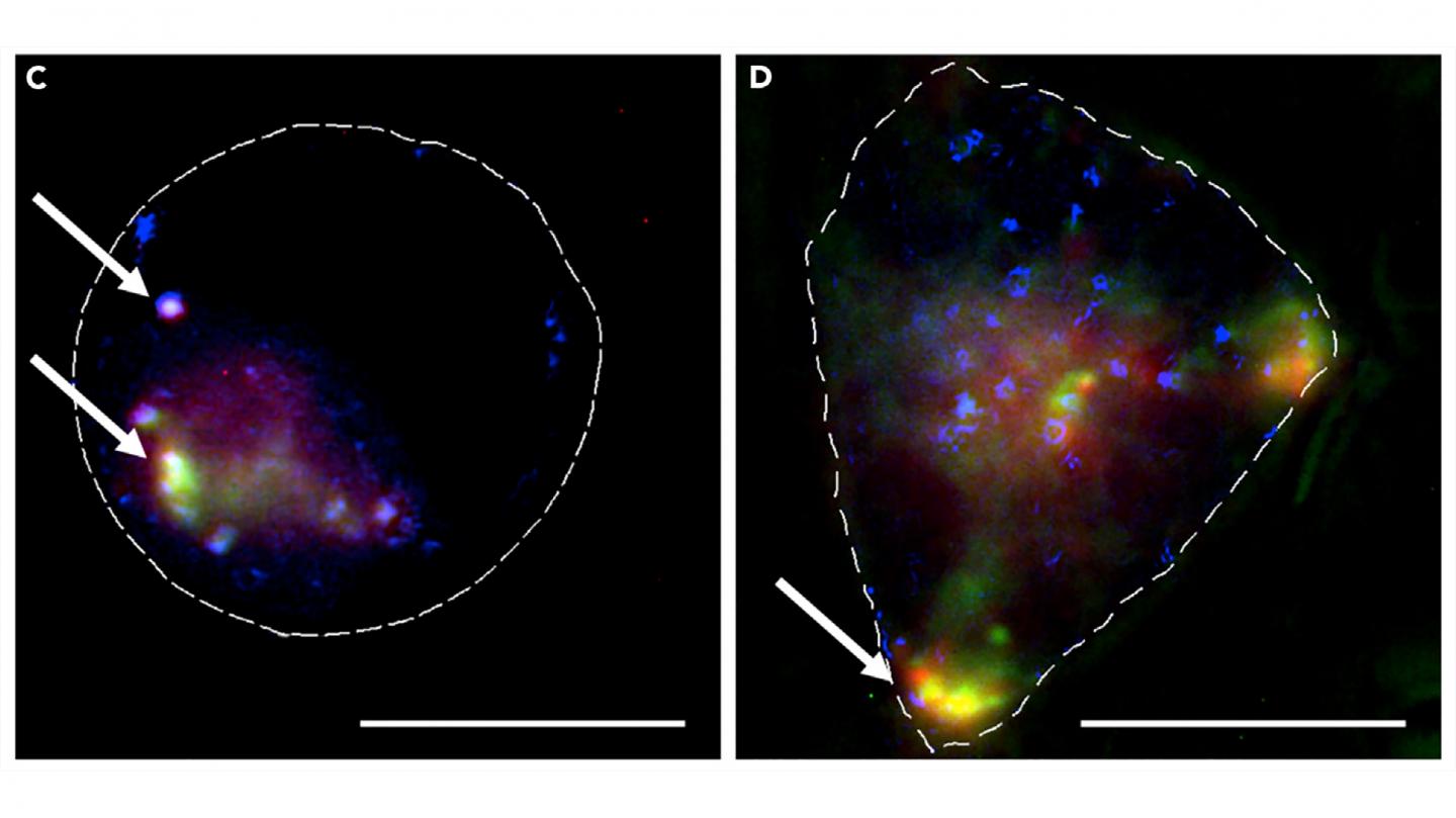 Cells with MOFs Carrying siRNA