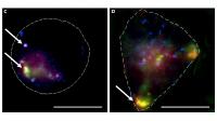 Cells with MOFs Carrying siRNA