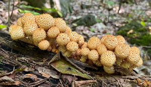 Shaggy scalycap (Pholiota sp.)