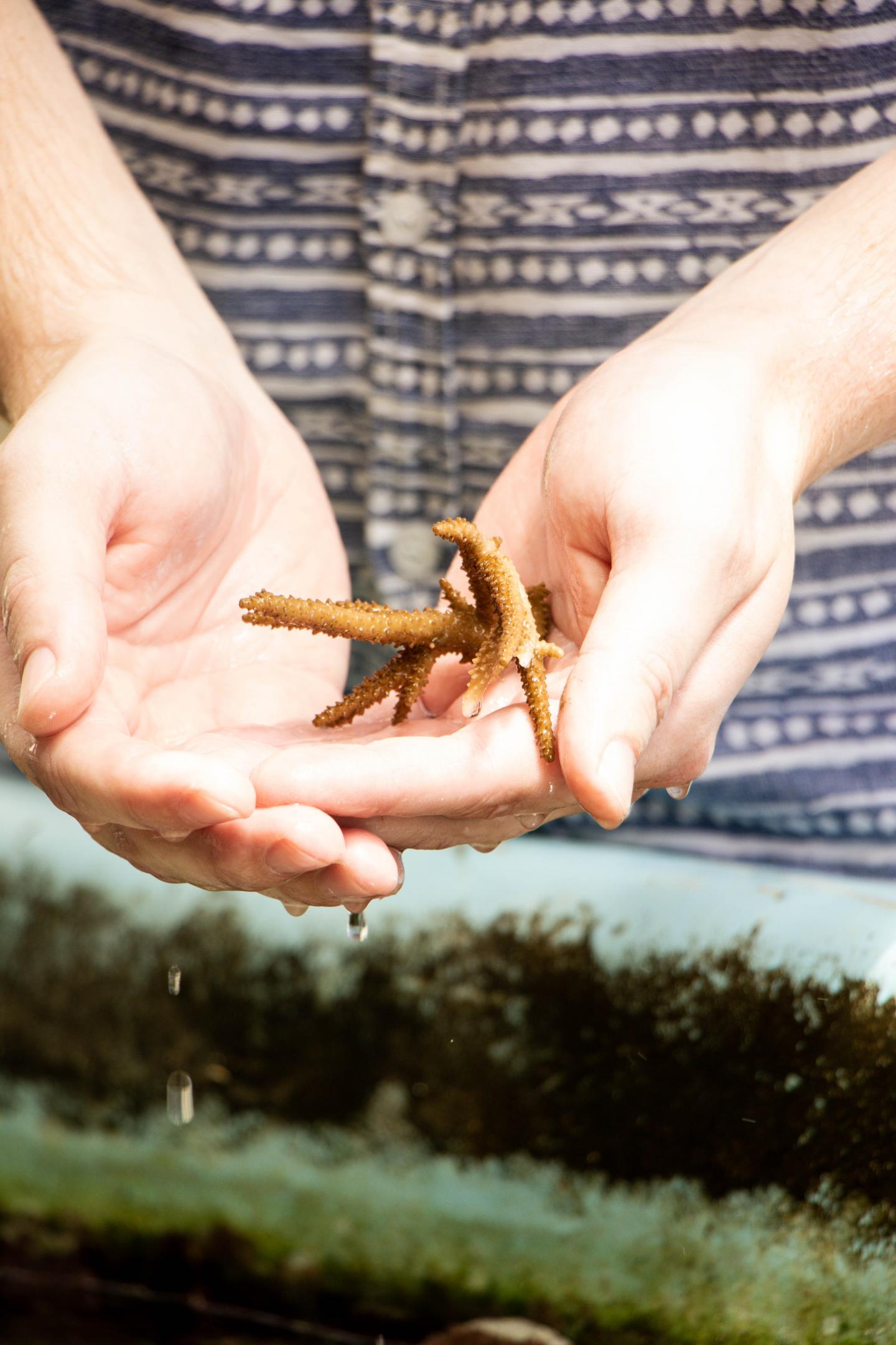 Acropora cf. pulchra coral fragment