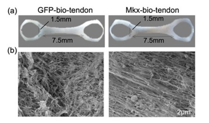 Combination of newly designed chamber and cyclic stretch with iPSC-MSCs could produce bio-tendons
