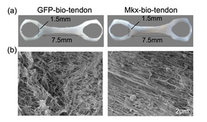 Connecting science to drugs: tendon-like t
