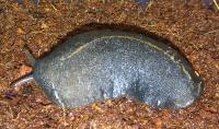 Tropical Leatherleaf Slug
