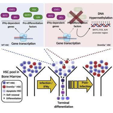 Graphical Abstract