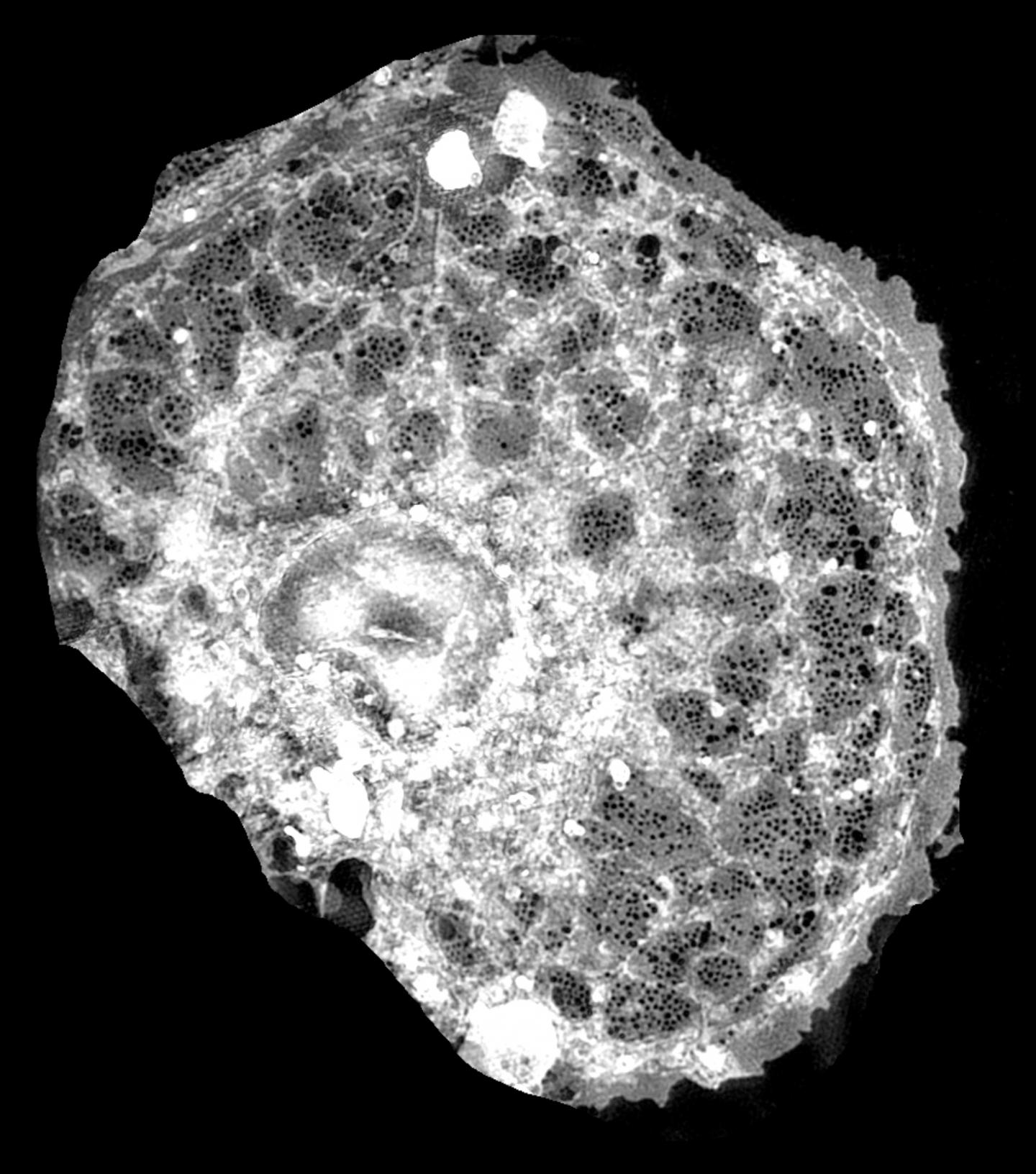 Image of a Single Endothelial Cell