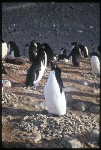 Male Adelie Penguin
