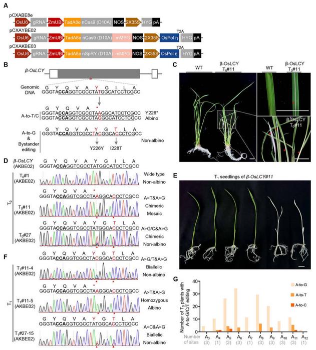 Heritable and efficient A-to-K editing induced by AKBEs in rice.