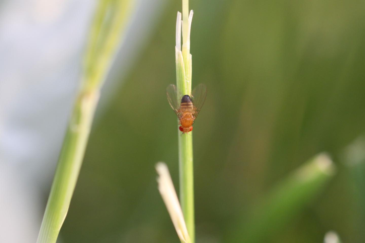 Microbiome Change Drives Evolution in Fruit Flies